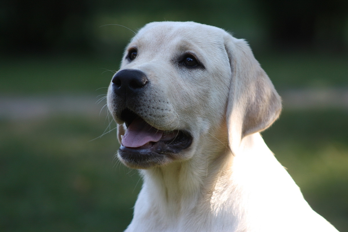Caramel Cracker Labrador Retriever Züchter im VDH / LCD / FCI